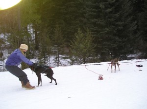 Birthday 2008: Dogsledding just outside Livingston, MT.